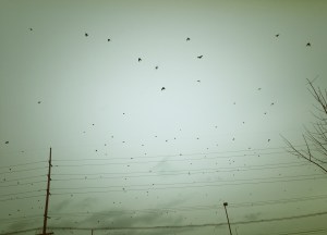 birds in flight