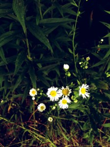 flowers